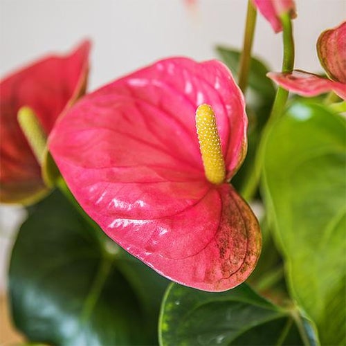 Anthurium
